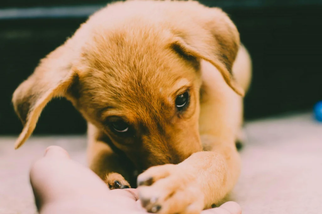 Pet Parasites: Identification, Remedy, and Prevention