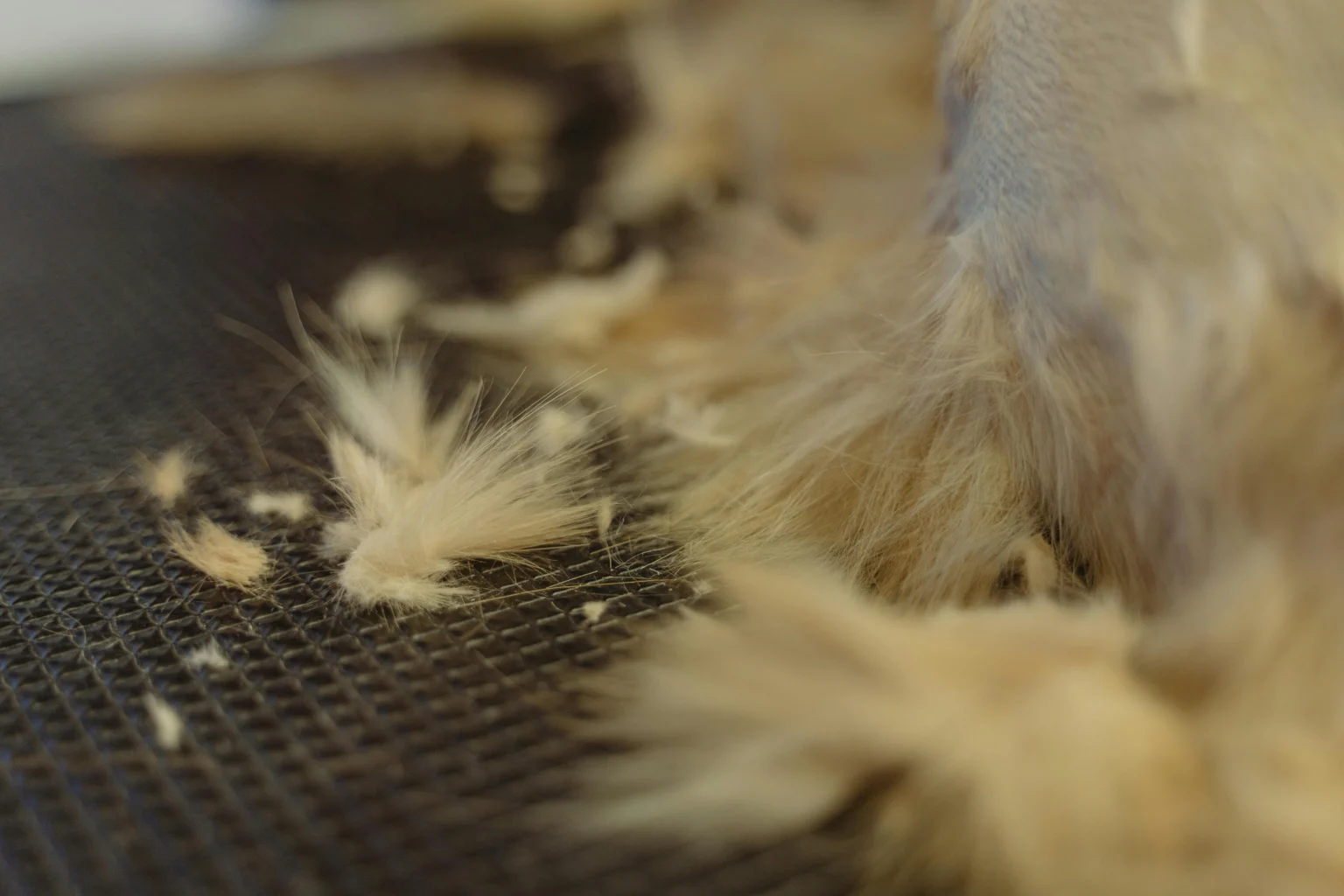 Dealing with Pet Hair: Strategies for Managing Pet Shedding Dealing with Pet Hair: Strategies for Managing Pet Shedding