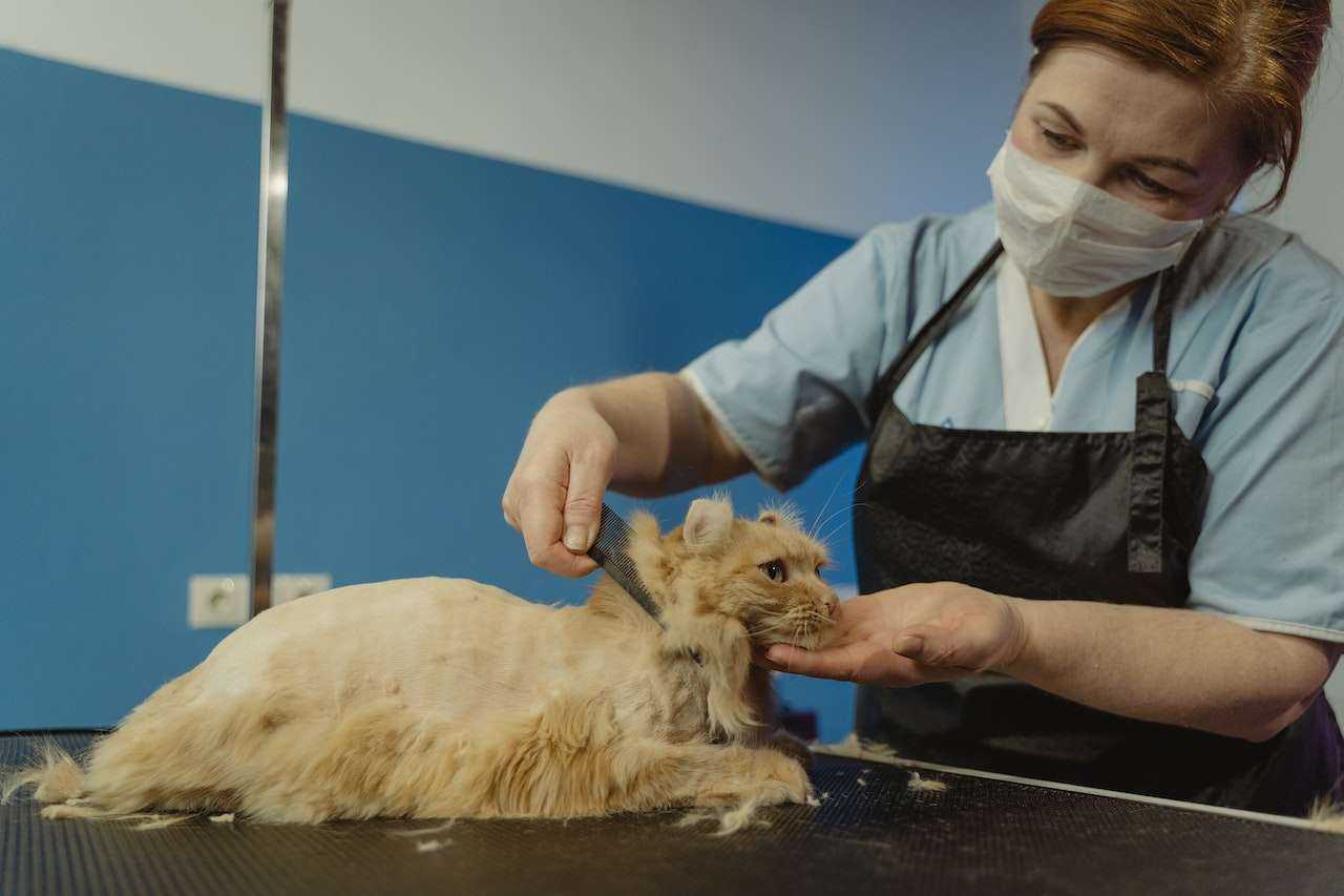 Cat Grooming