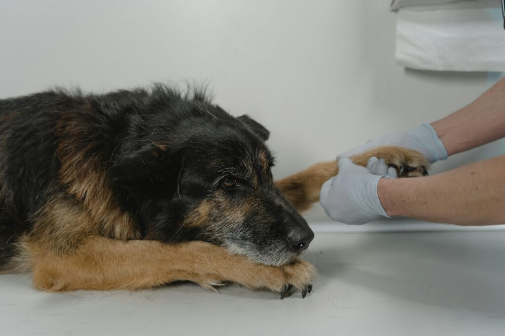Natural and Holistic Pet Care: The Complete Alternative Therapies Guide 2026