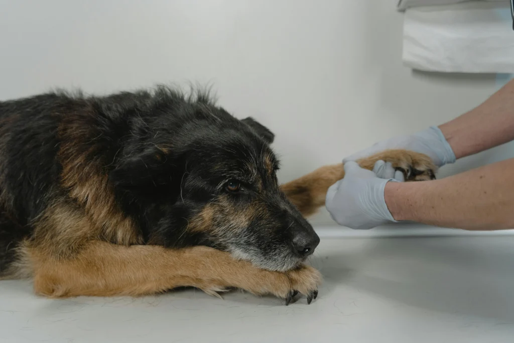 Natural and Holistic Pet Care: The Complete Alternative Therapies Guide 2026