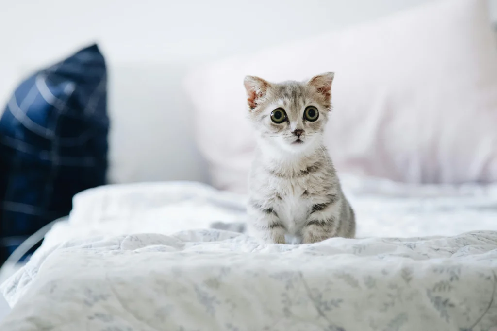 Pet First Aid Kit