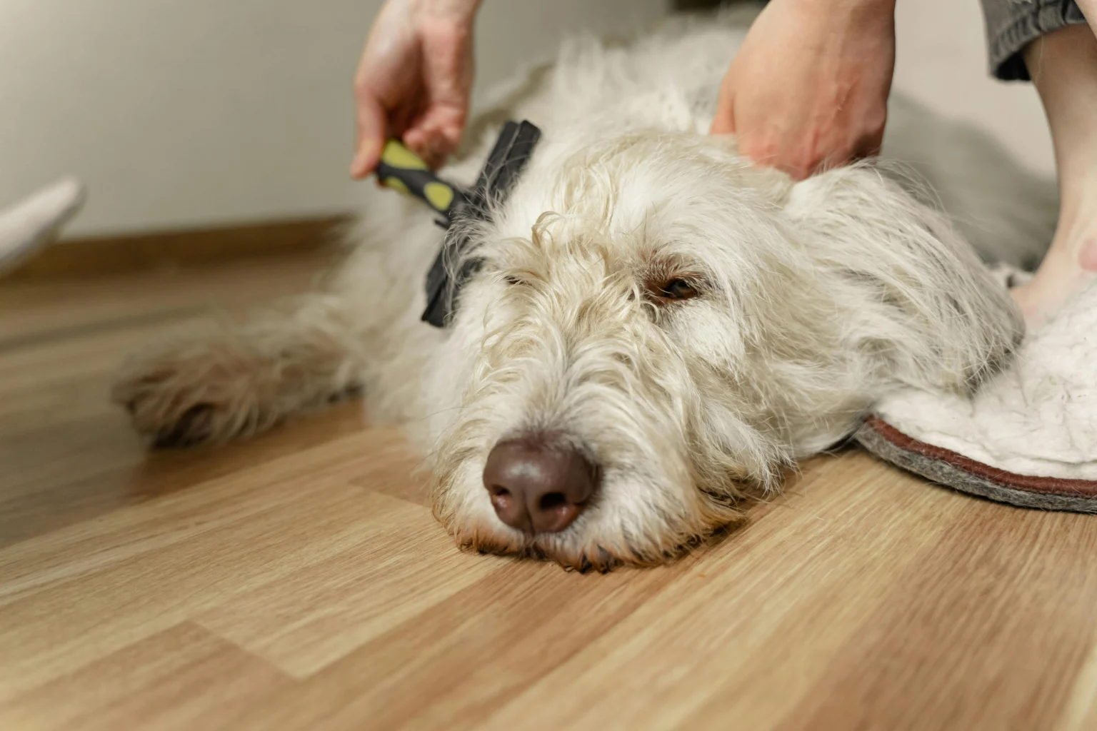 Pet Brushing Basics: How to Keep Your Pet’s Coat Healthy Pet Brushing Basics: How to Keep Your Pet's Coat Healthy