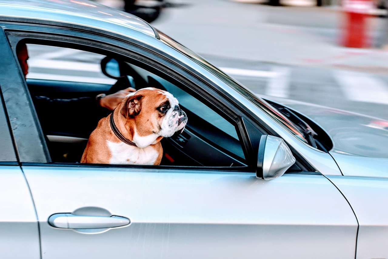 Traveling with Pets