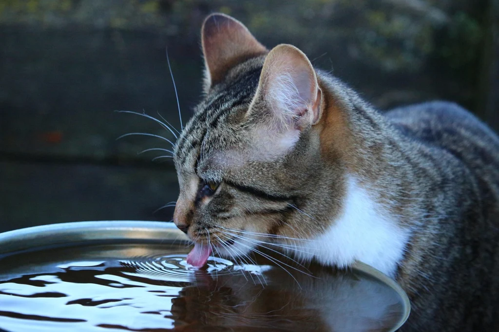Pet Hydration: Ensuring Your Pet Stays Properly Hydrated
