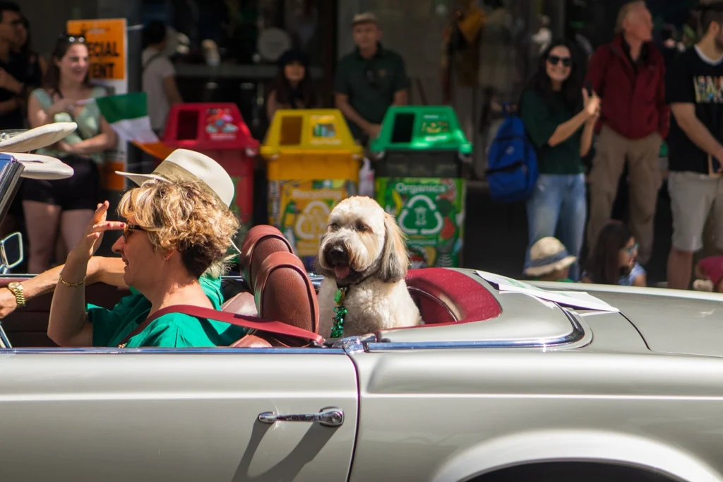 Traveling with Pets: Tips for a Stress-Free Journey
