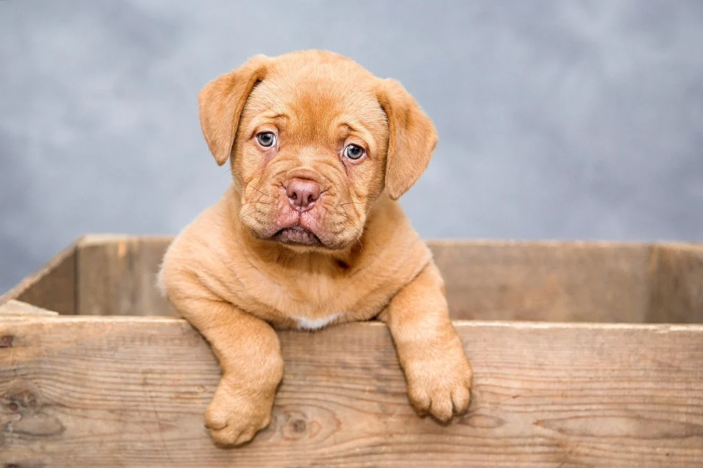 Pet Nervousness and Stress: Methods for Calming Your Companion