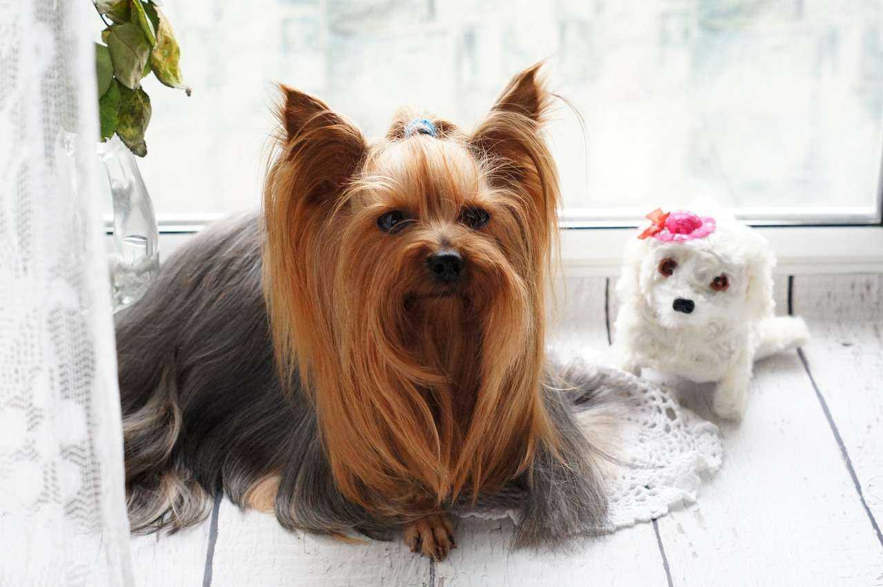 Grooming Essentials: Keeping Your Pet Clean and Healthy