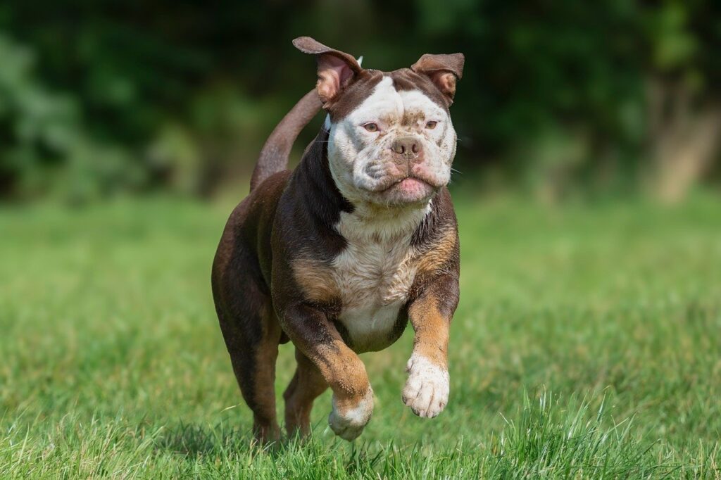 Paws and Insurance policies: Navigating the World of Pet Insurance with Confidence