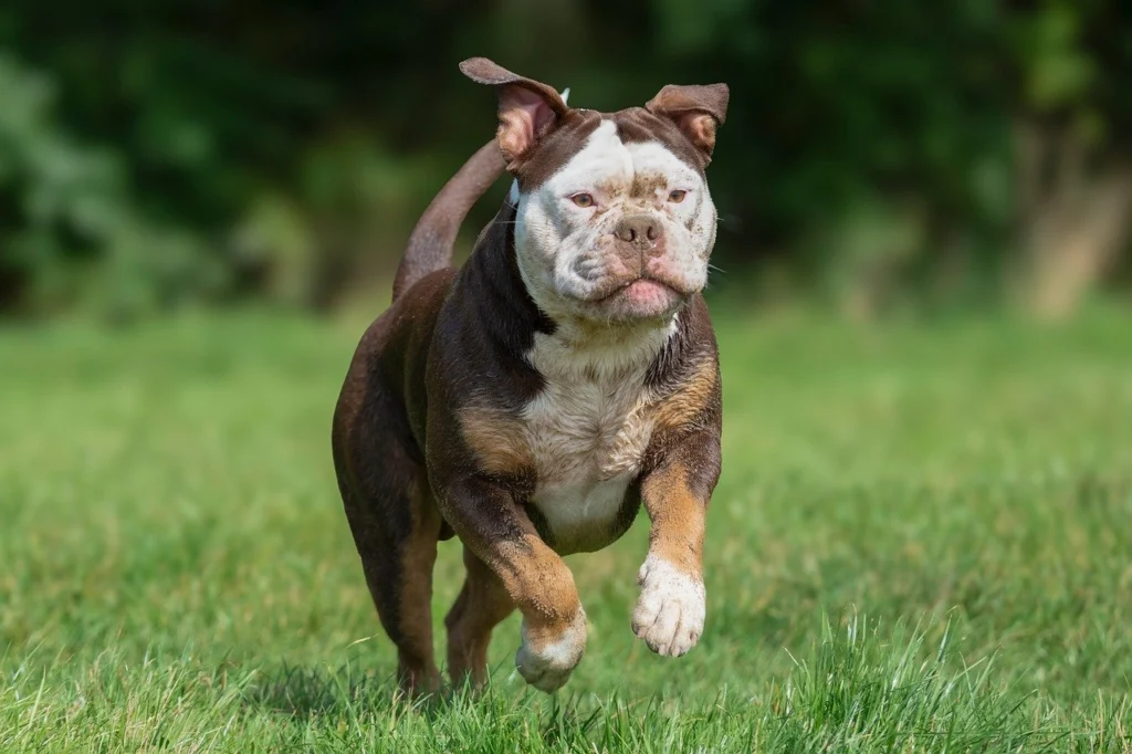 Paws and Insurance policies: Navigating the World of Pet Insurance with Confidence