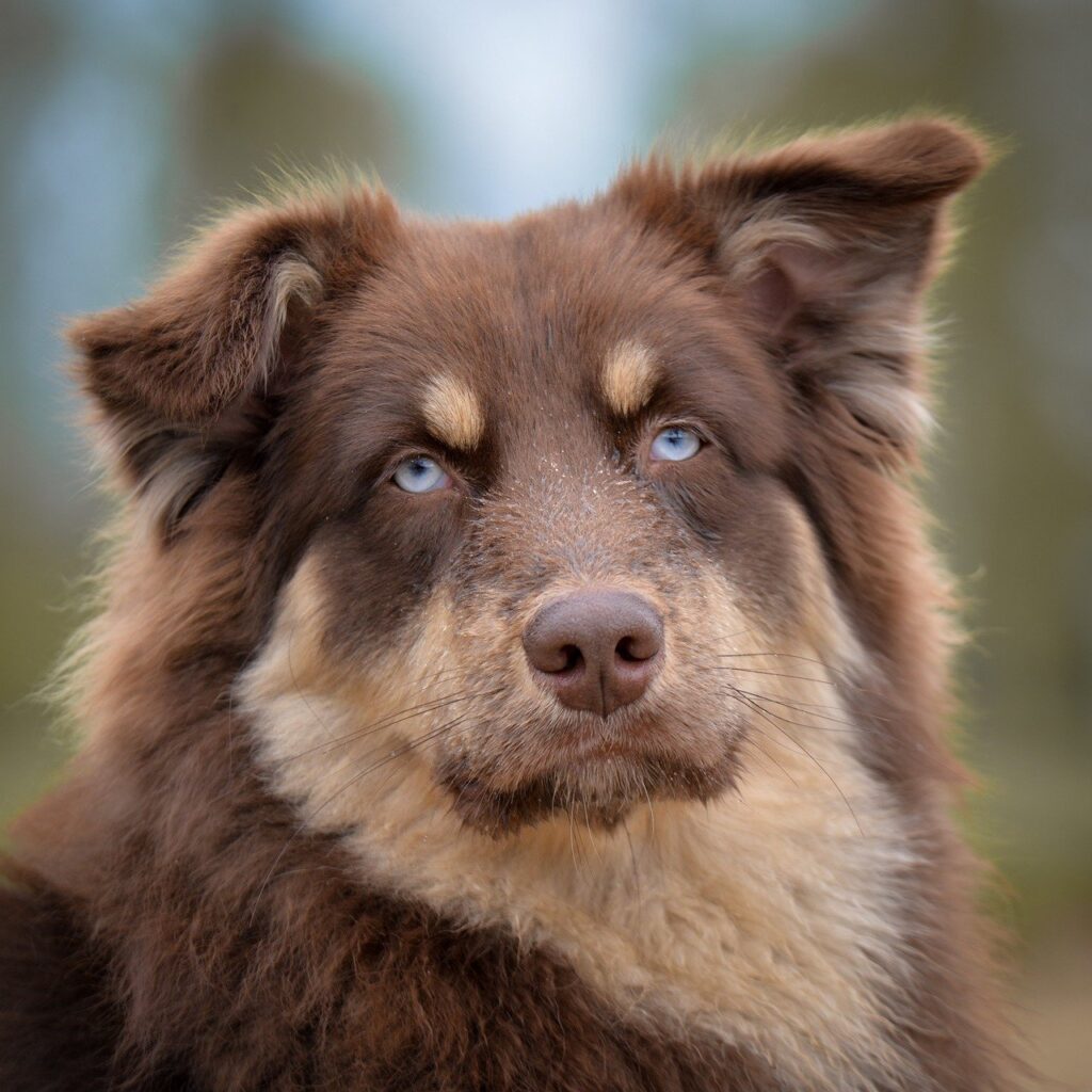Older Pet Care: A Complete Guide to Loving Your Pet