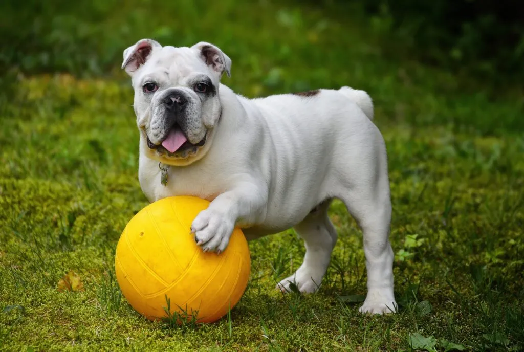 Reliable Dog Recall Training: The Complete Guide to a Dog That Always Comes When Called
