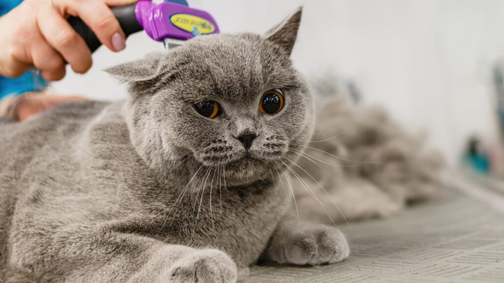 Professional Cat Grooming vs. DIY: Pros and Cons