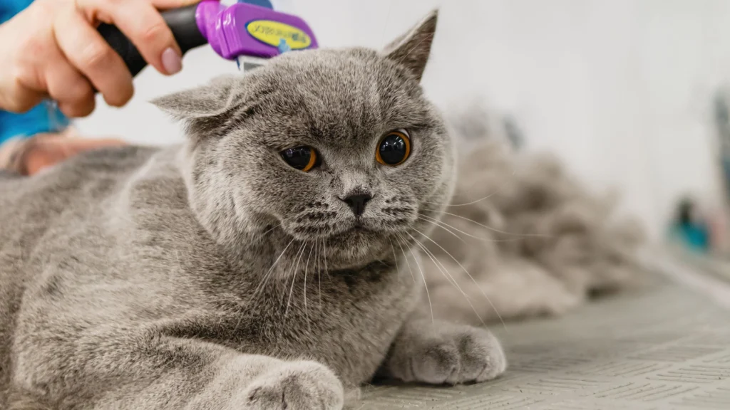 Professional Cat Grooming vs. DIY: Pros and Cons
