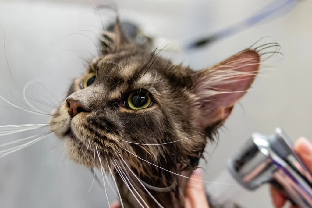 Professional Cat Grooming vs. DIY: Pros and Cons