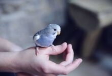 How to Choose the Right Pet Bird: A Comprehensive Guide