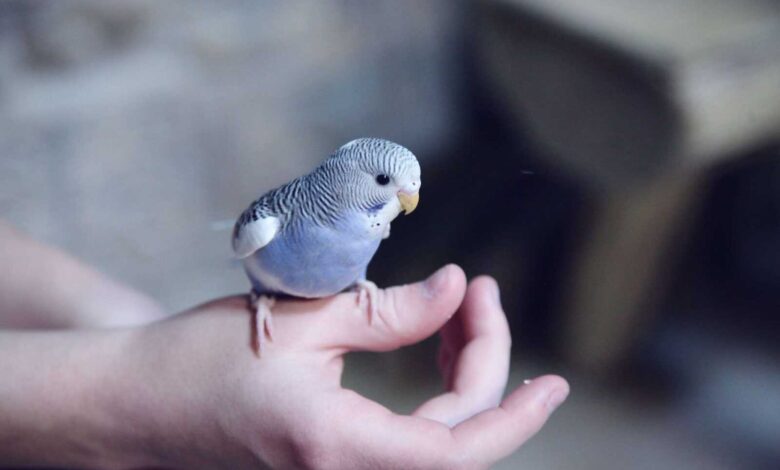 How to Choose the Right Pet Bird: A Comprehensive Guide