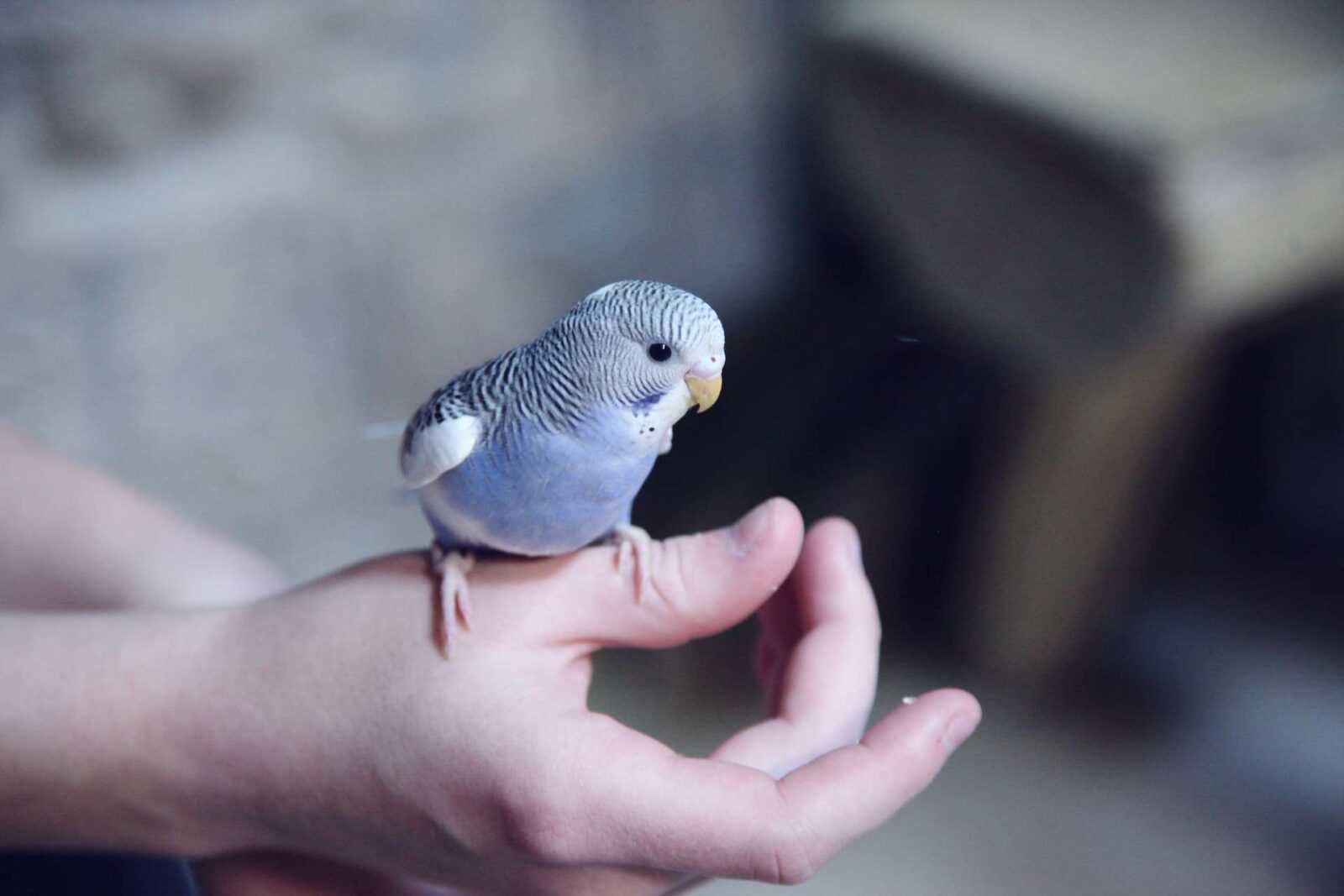 How to Choose the Right Pet Bird: A Comprehensive Guide