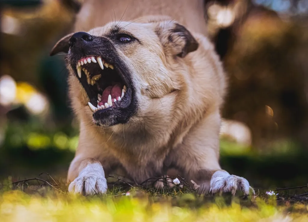 Dog Aggression Behavior Modification: The Complete Safe and Science-Based Guide