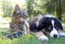 Teaching Recall: How to Get Your Pet to Come When Called