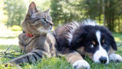 Teaching Recall: How to Get Your Pet to Come When Called