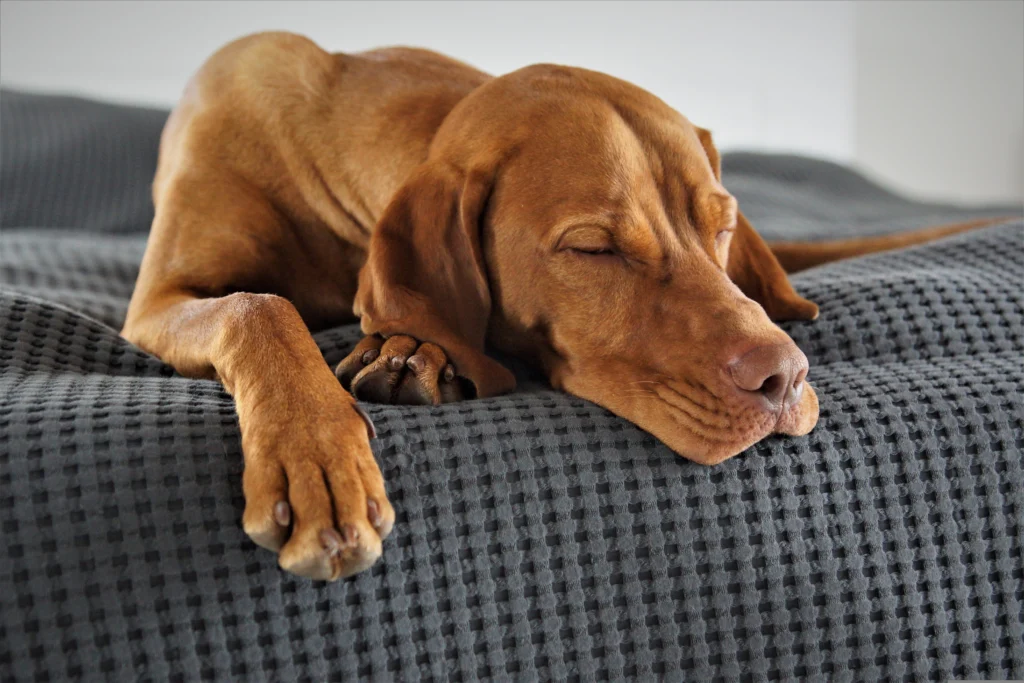 How to Desensitize a Fearful Dog: The Complete Guide to Counterconditioning, Desensitization, and Overcoming Fear and Phobias