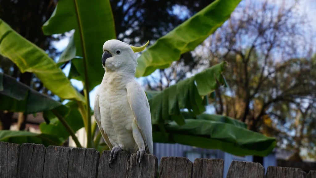 How to Teach a Bird to Talk Step by Step: A Practical 2026 Training Guide