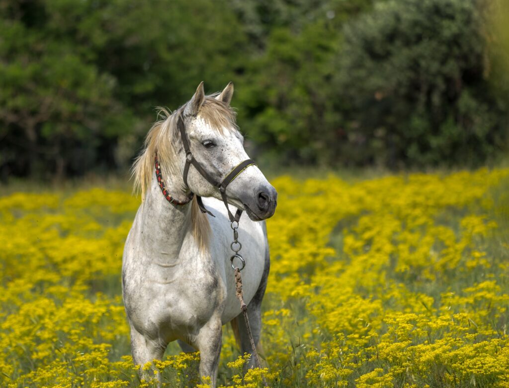 Common Equine Diseases and Symptoms: Complete Horse Health Guide 2026