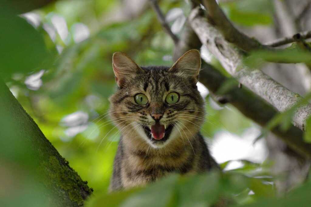 Cat Territorial Marking Solutions: The Complete Guide to Managing Marking, Spraying, and Territorial Aggression
