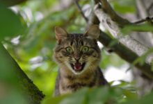 Territorial Behavior in Cats: Managing Marking and Aggression