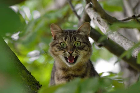 Cat Territorial Marking Solutions: The Complete Guide to Managing Marking, Spraying, and Territorial Aggression Cat Territorial Marking Solutions: The Complete Guide to Managing Marking, Spraying, and Territorial Aggression
