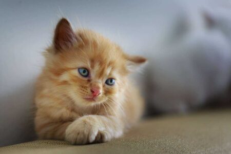 Cat Separation Anxiety Solutions: The Complete Guide to Helping Your Cat Cope With Alone Time