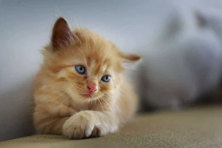 Cat Separation Anxiety Solutions: The Complete Guide to Helping Your Cat Cope With Alone Time Cat Separation Anxiety Solutions: The Complete Guide to Helping Your Cat Cope With Alone Time