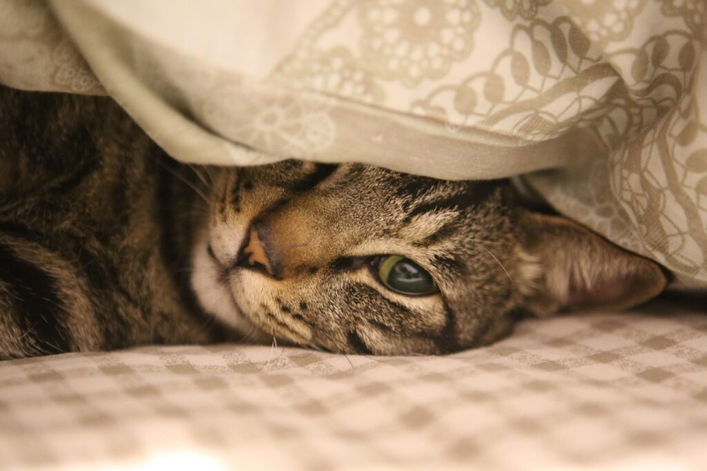 Cat Relaxation Techniques: Creating Zen Spaces for You and Your Cat