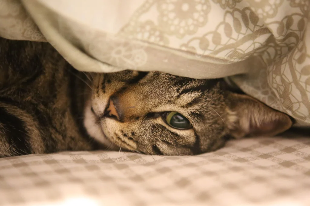 Cat Relaxation Techniques: Creating Zen Spaces for You and Your Cat