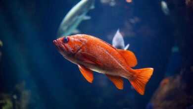 How to Breed Pet Fish: A Comprehensive Guide