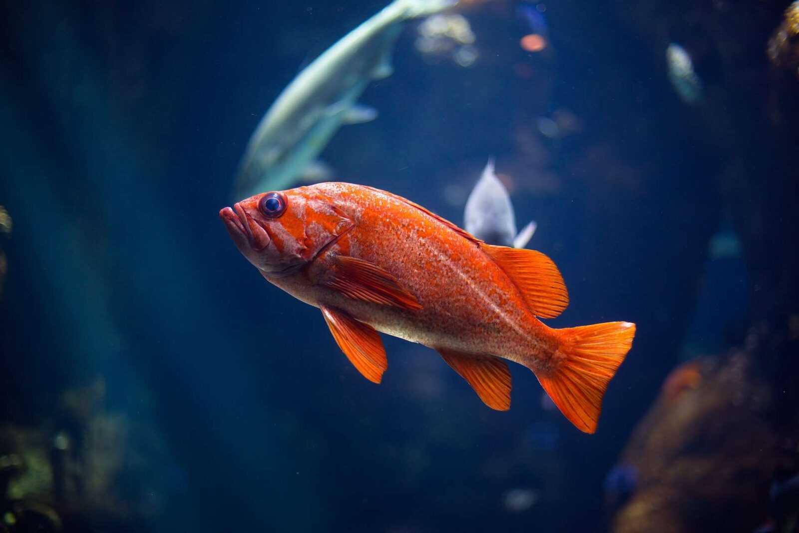 How to Breed Pet Fish: A Comprehensive Guide