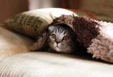 Cats in Training: Tips for Teaching Tricks and Behaviors