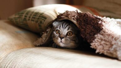 Cats in Training: Tips for Teaching Tricks and Behaviors