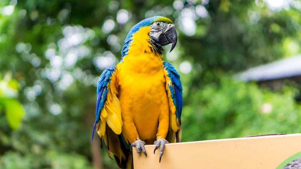 How to Choose the Right Pet for Your Lifestyle: Best Pet Types