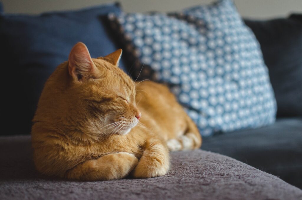 Non Toxic Cleaning Products for Cats: The Complete Cat-Safe Home Cleaning Guide