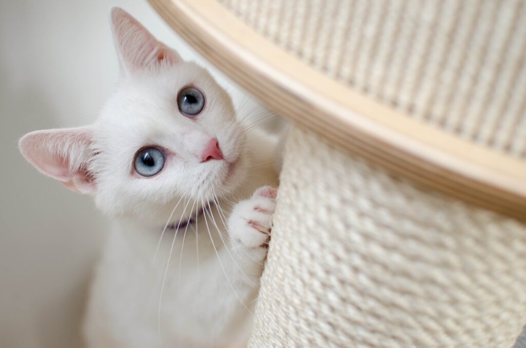 Cat Behavior Modification Techniques: The Ultimate Guide to Resolving Common Cat Behavior Issues