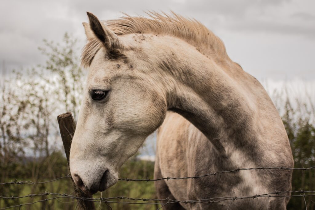 Best Horse Breeds for First-Time Owners: Expert Guide 2026