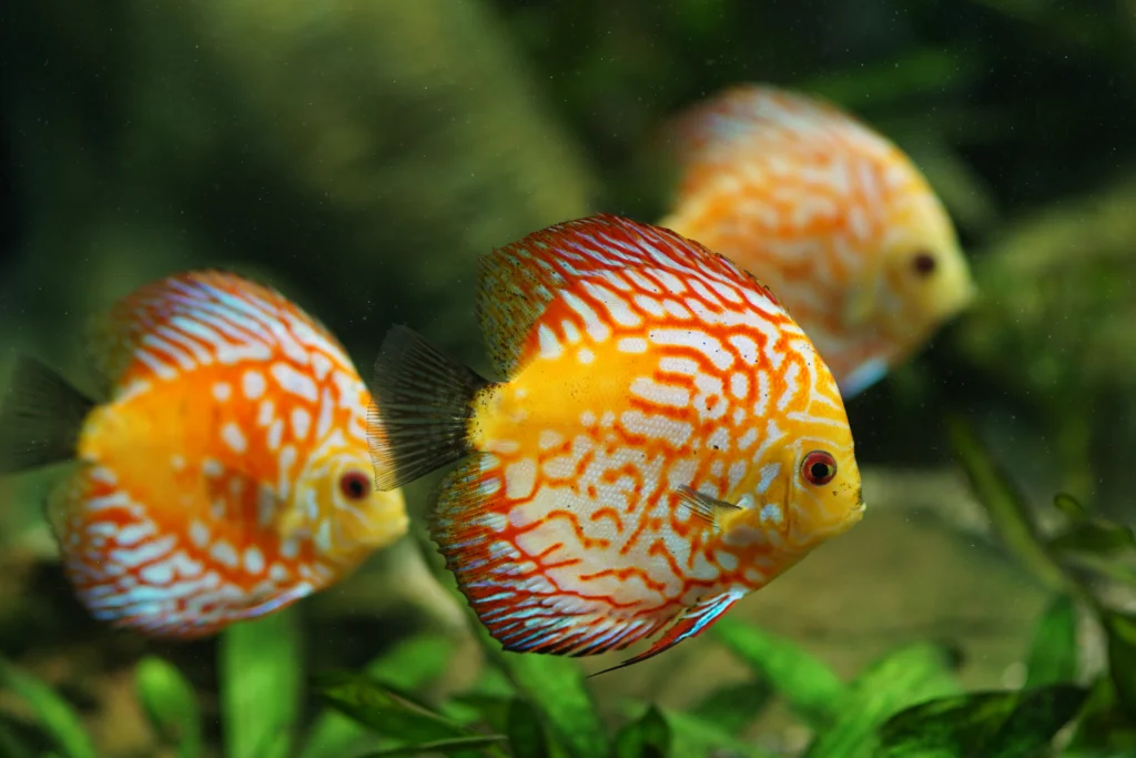 The Most Common Pet Fish Diseases and How to Treat Them