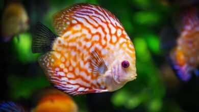 The Best Pet Fish for Your Lifestyle