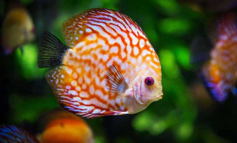 The Best Pet Fish for Your Lifestyle