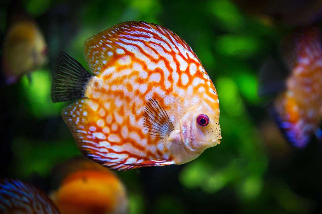 The Best Pet Fish for Your Lifestyle