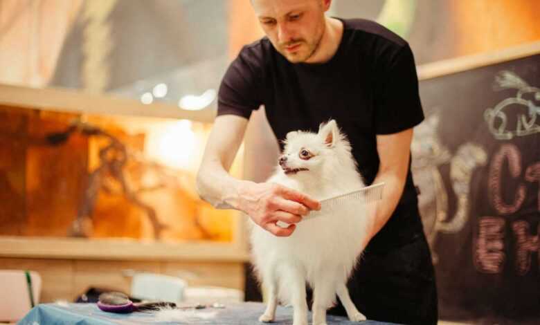 Pet-Friendly Haircuts and Styles