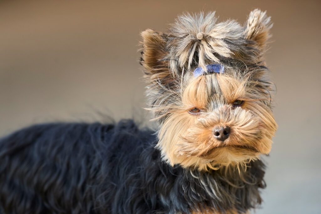 Nourishing Your Dog Coat: The 2026 Guide