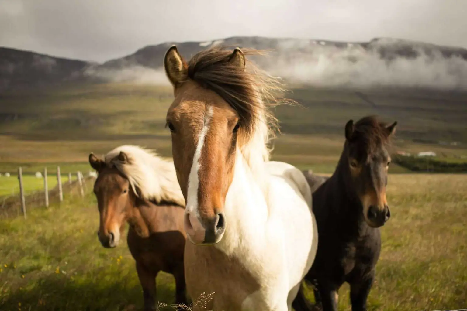 First Time Horse Owner Guide: The Ultimate Horse Care Reference 2026 First Time Horse Owner Guide: The Ultimate Horse Care Reference 2026